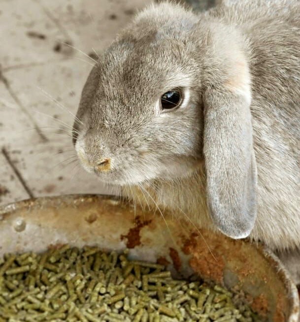 غذای پلت