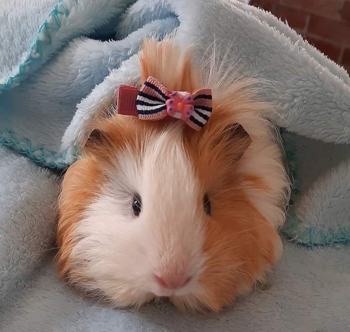 Grooming