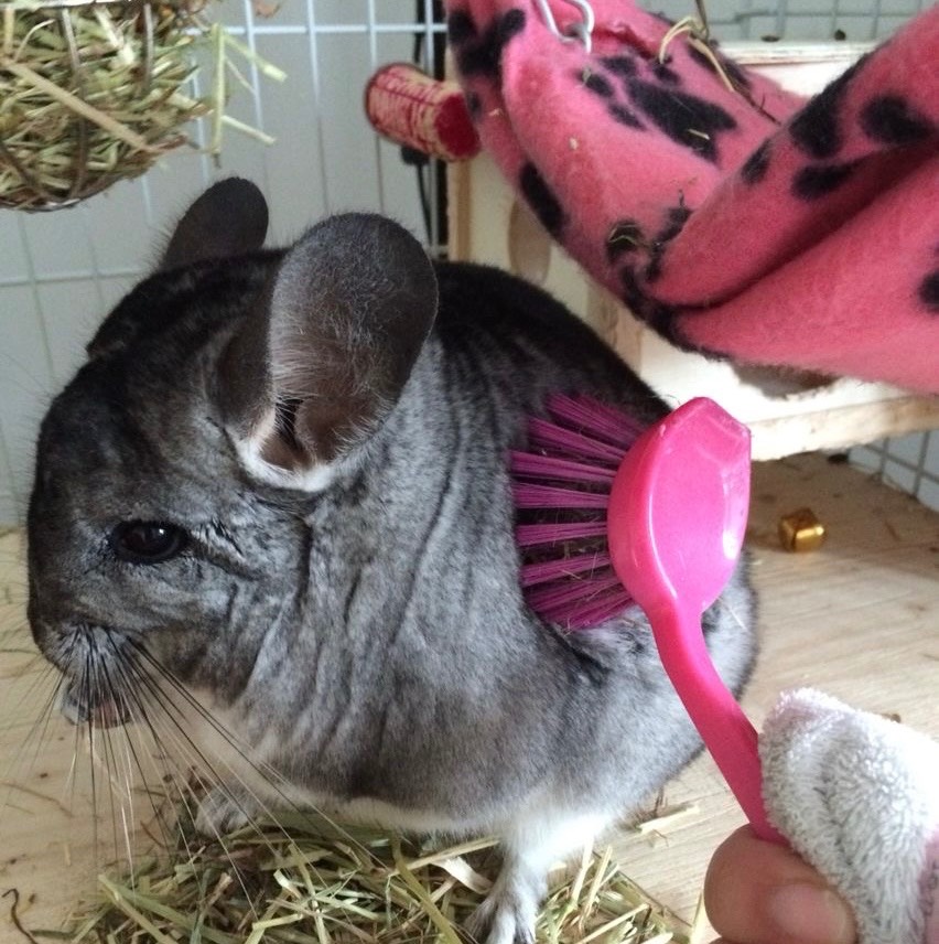 Grooming