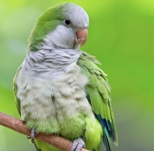 راهب (Monk Parakeet)