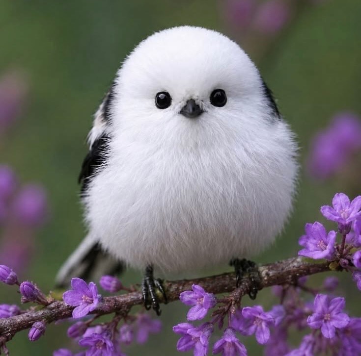 بلبل ژاپنی