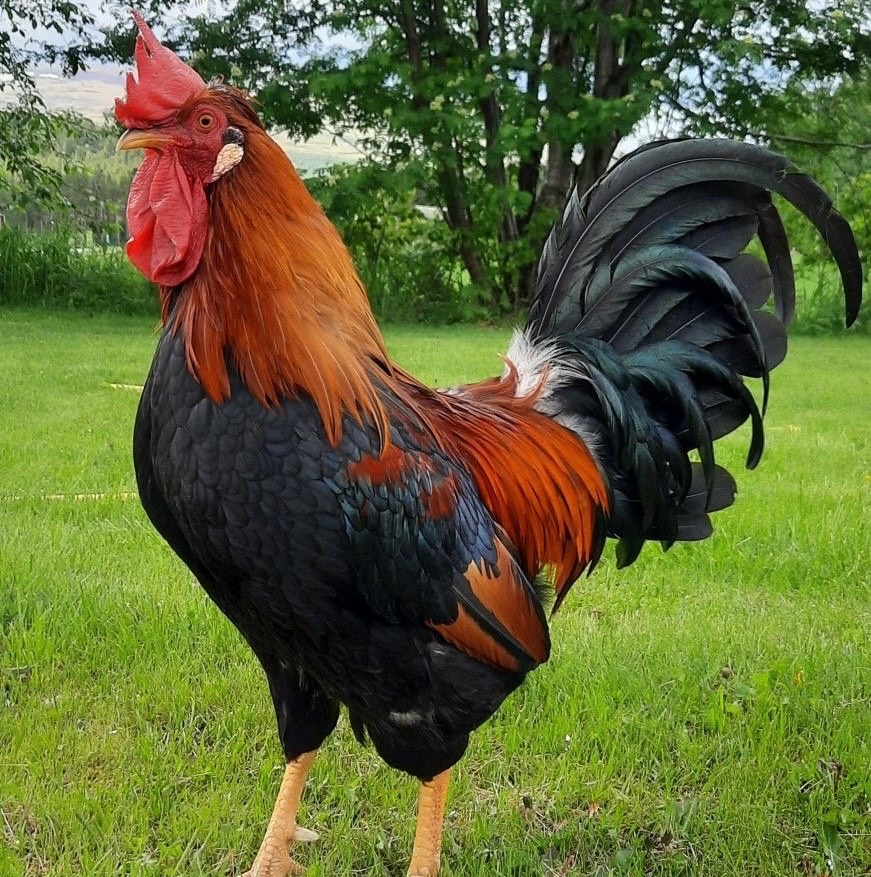 خروس
