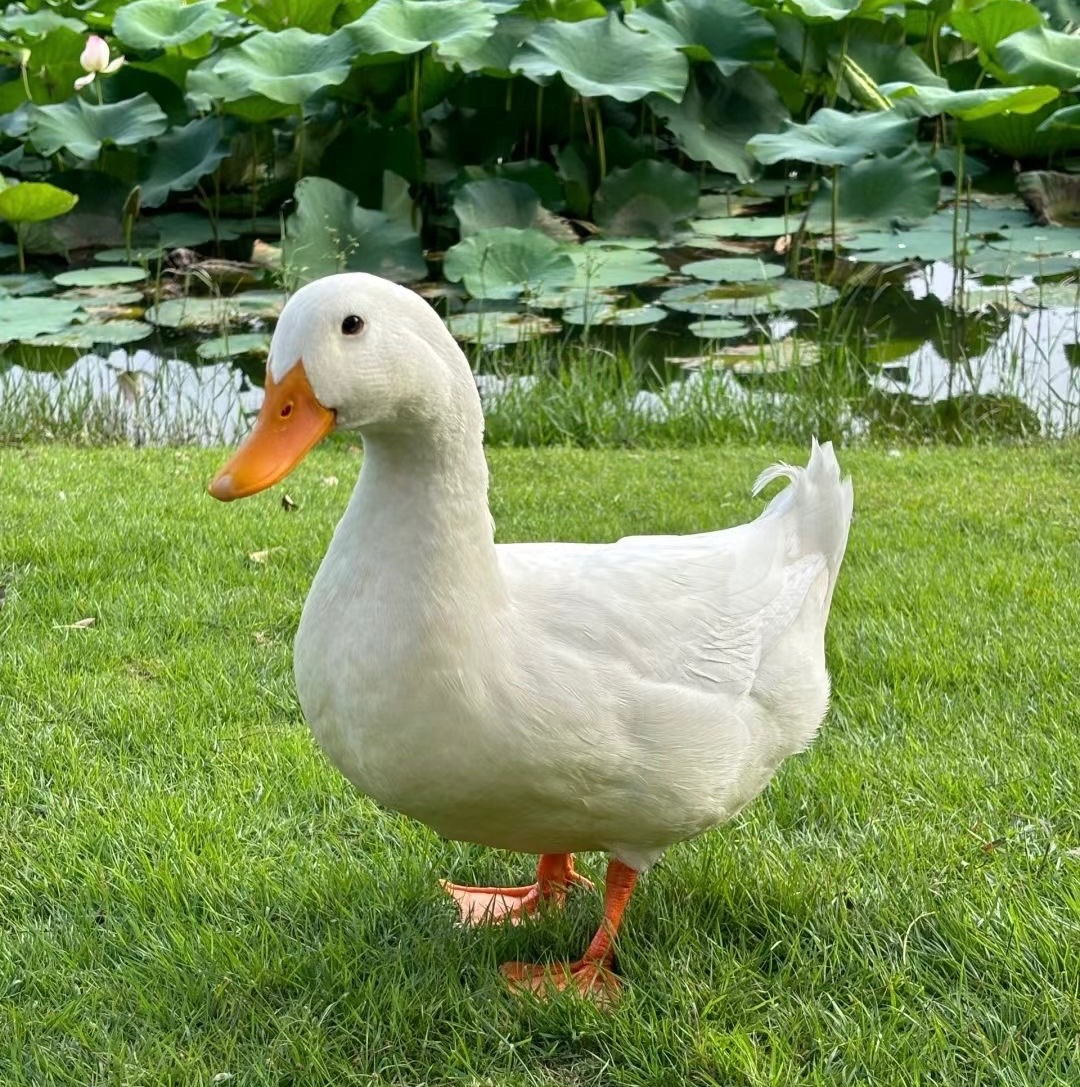 اردک