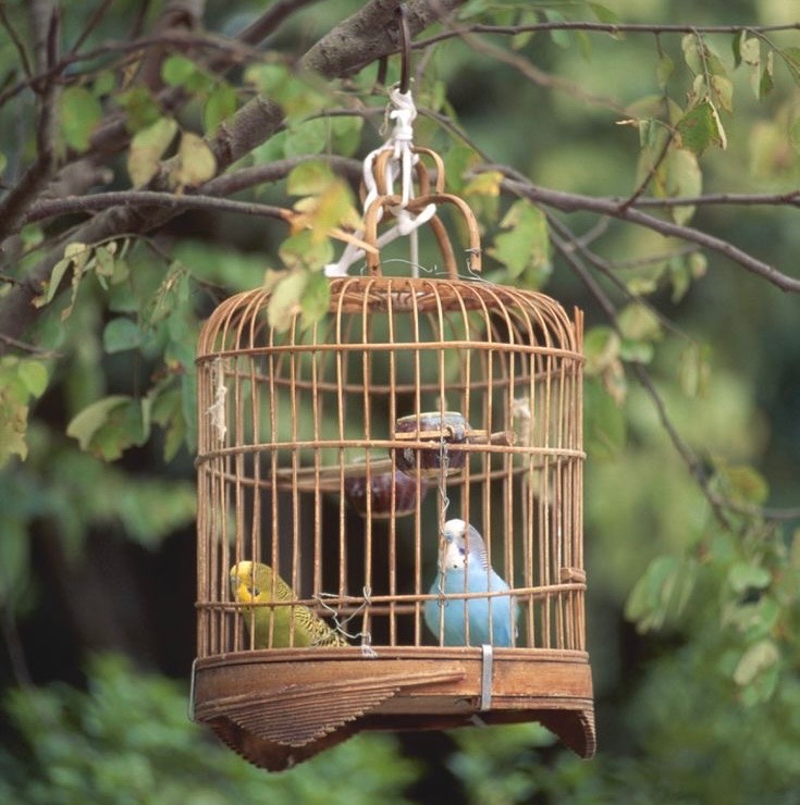 قفس پروازی (Flight Cage)