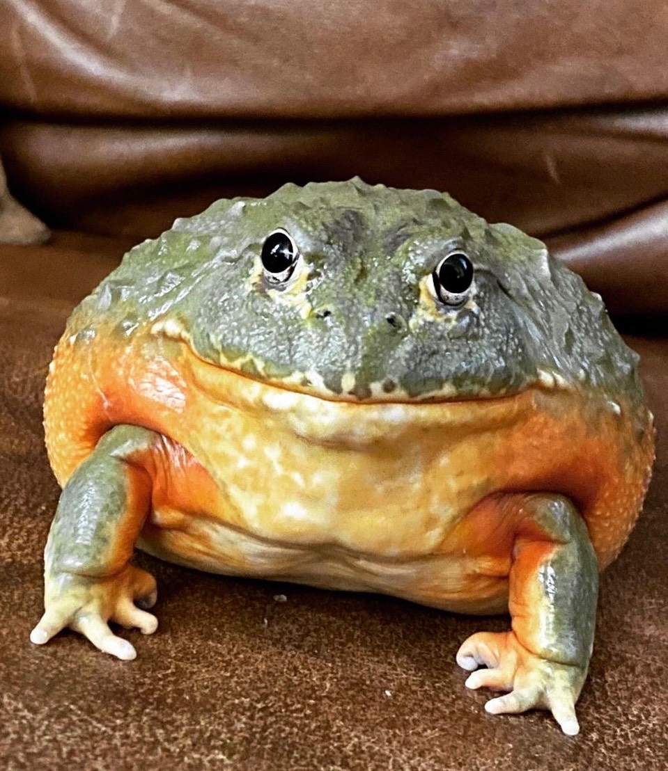 African Bullfrog