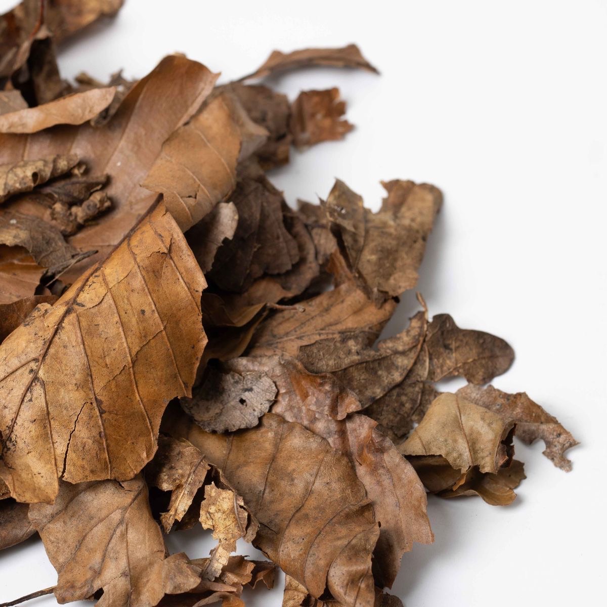 Leaf Litter