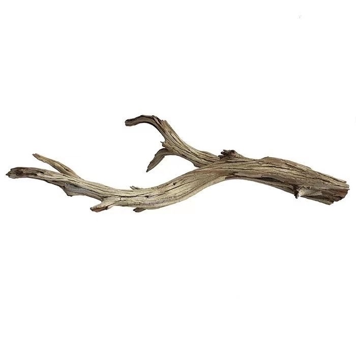 Branch