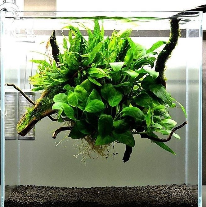 Live Plants