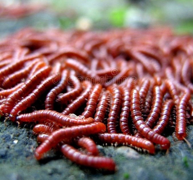 Bloodworms
