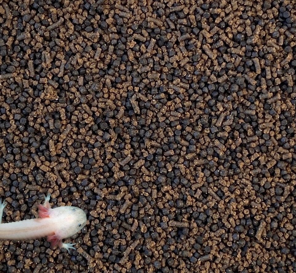 Axolotl Pellets