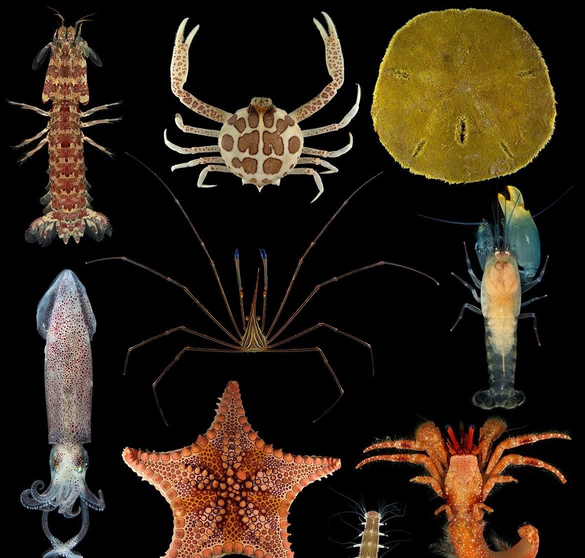 Aquatic Invertebrates