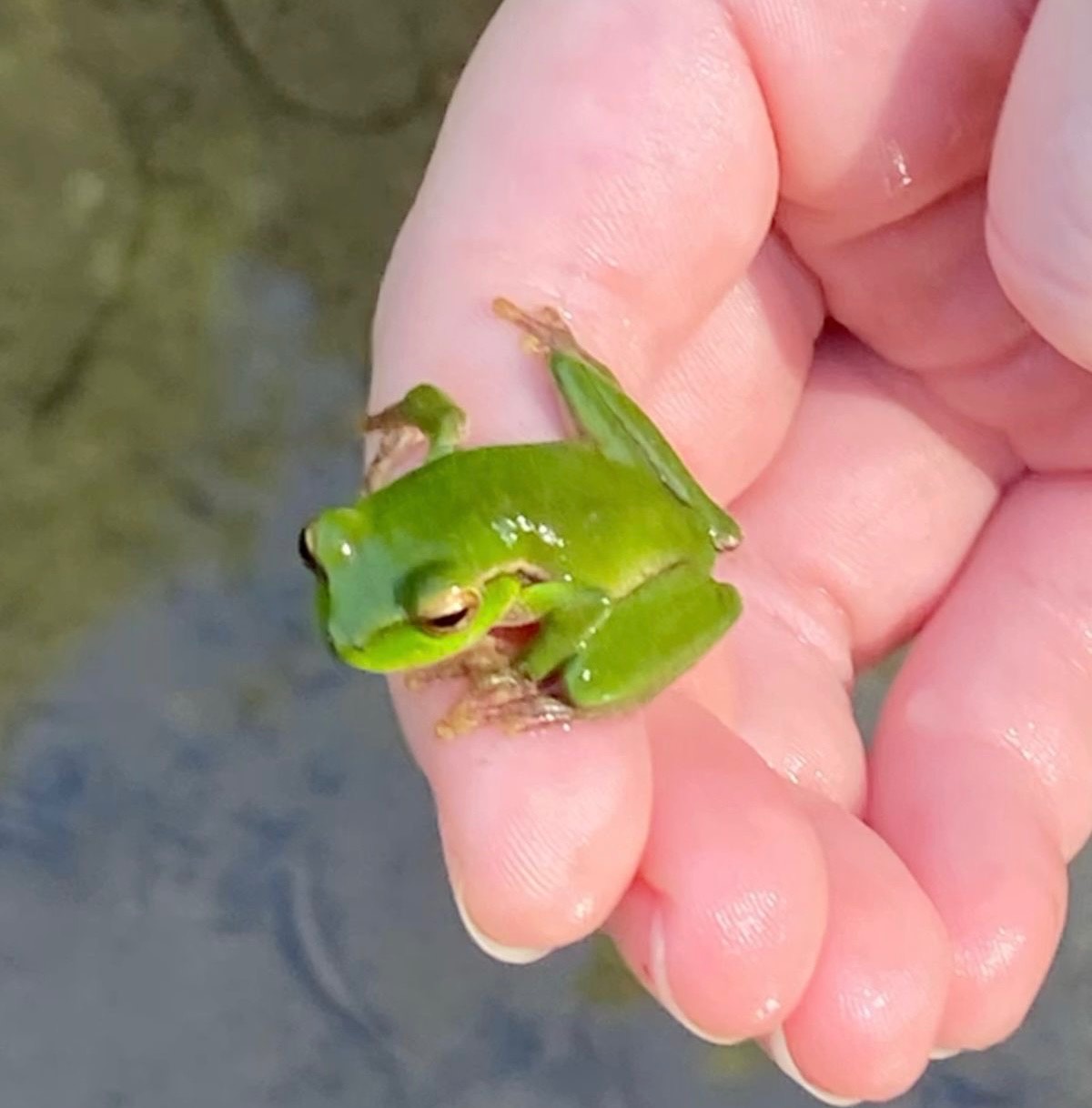 Amphibian Handling Container