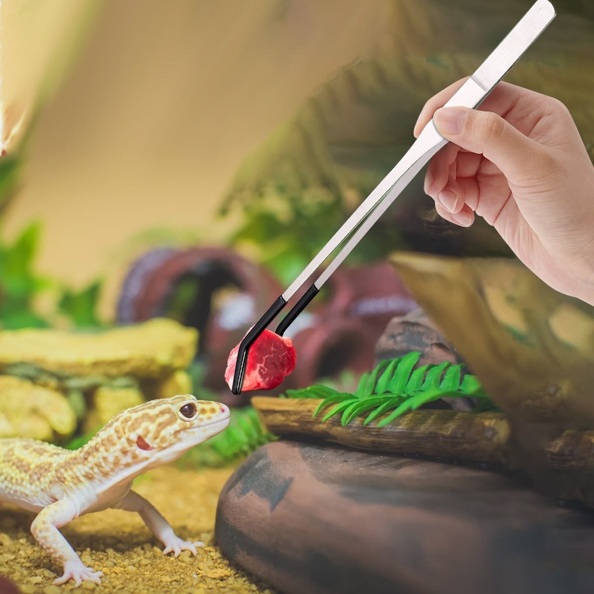 Feeding Tongs