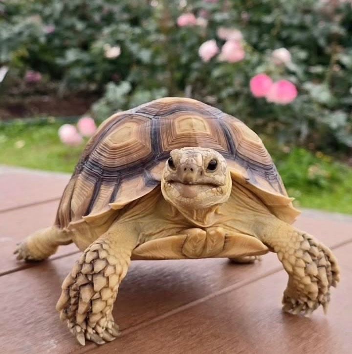 Greek Tortoise
