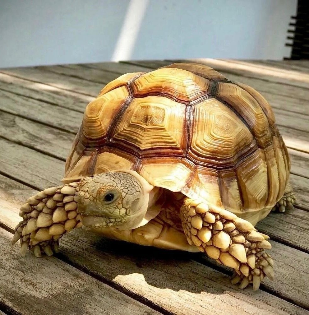Sulcata