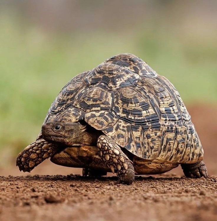 Leopard Tortoise