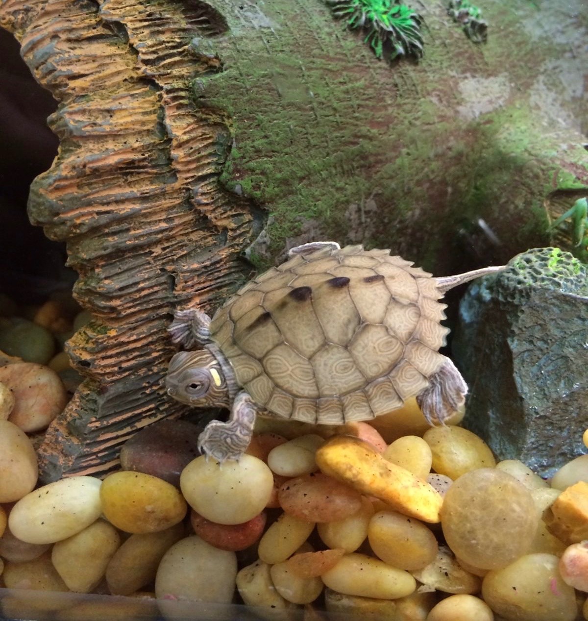 Map Turtle