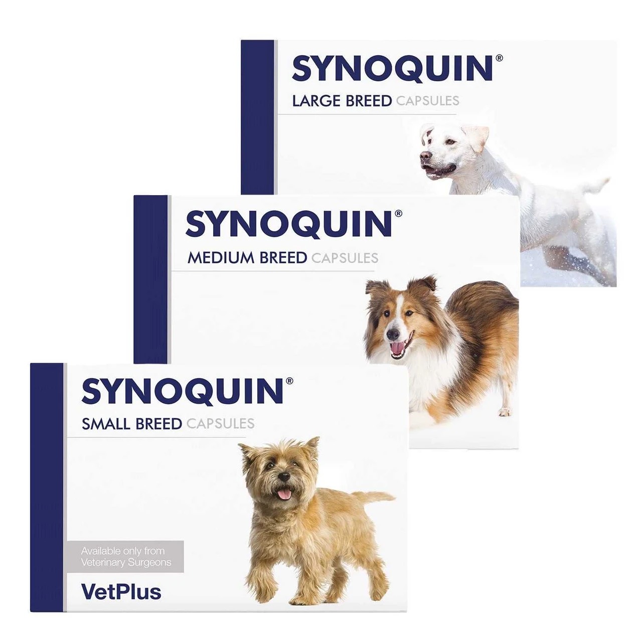 Synoquin
