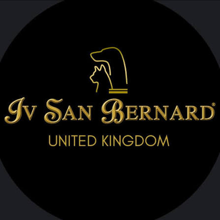 Iv San Bernard